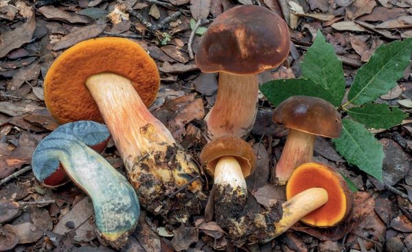 Neoboletus xanthopus