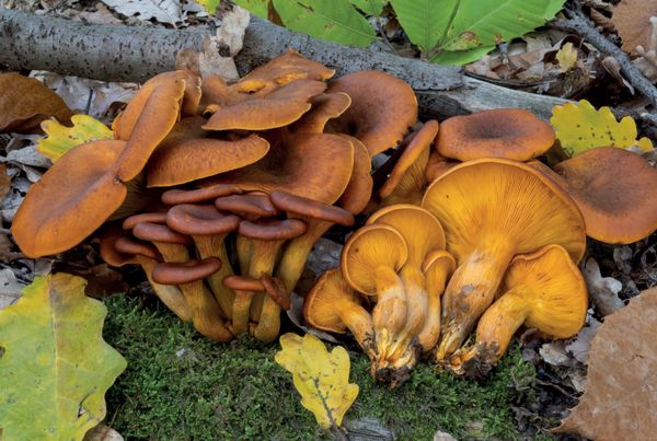Omphalotus olearius