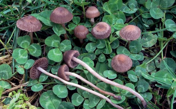 Panaeolina foenisecii