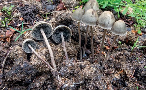 Panaeolus papilionaceus
