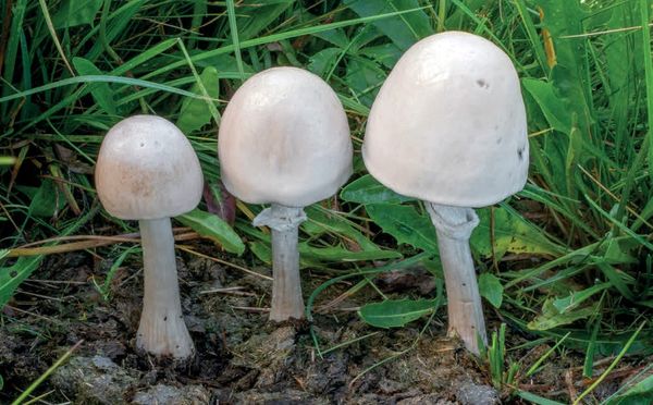 Panaeolus semiovatus