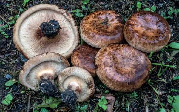 Paxillus involutus