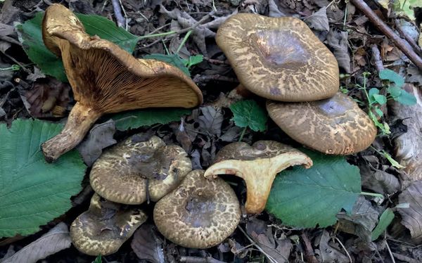 Paxillus rubicundulus