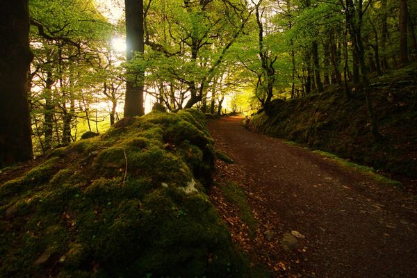 Un sentiero attraversa un bosco con terreno irregolare