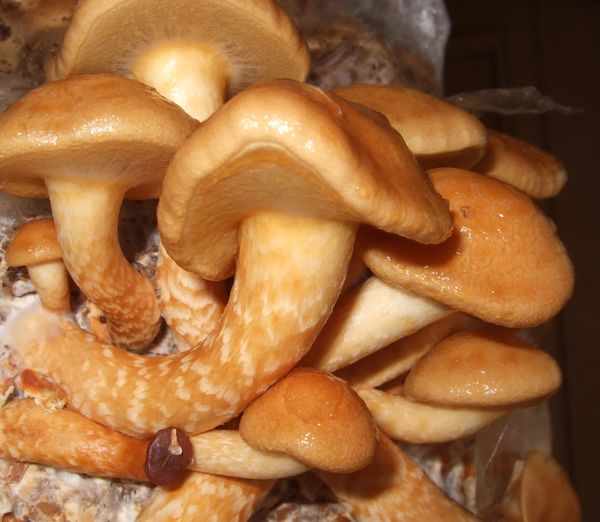 Pholiota nameko
