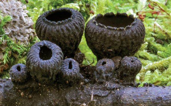 Plectania rhytidia