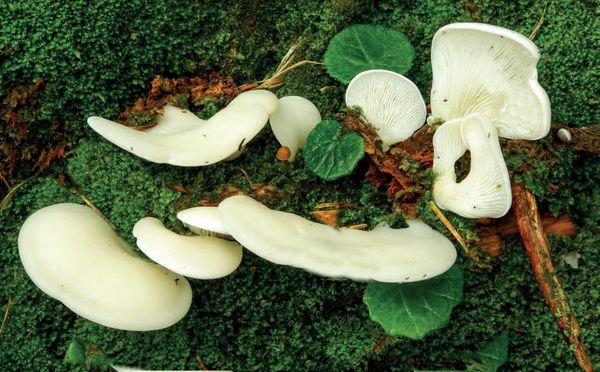Pleurocybella porrigens