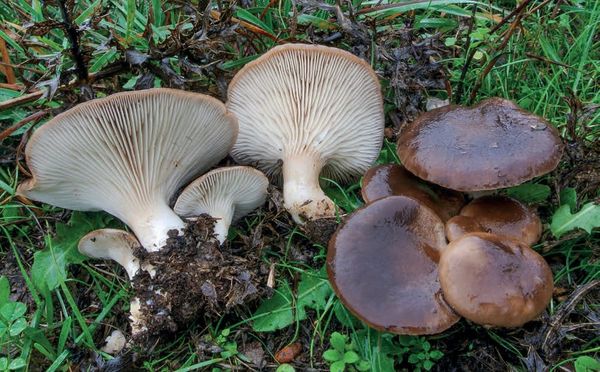 Pleurotus eryngii
