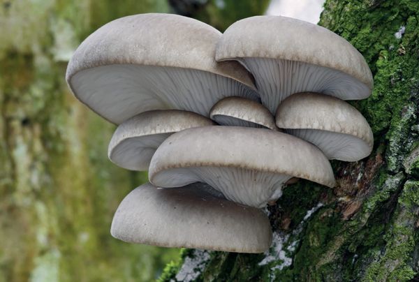 Pleurotus ostreatus