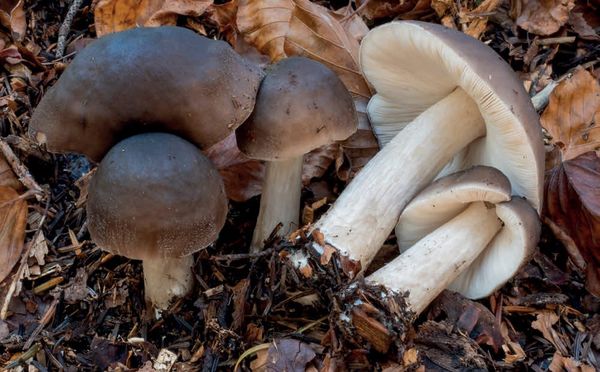 Pluteus cervinus