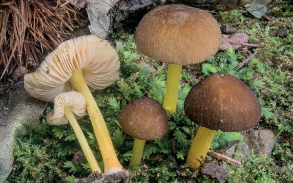 Pluteus romellii