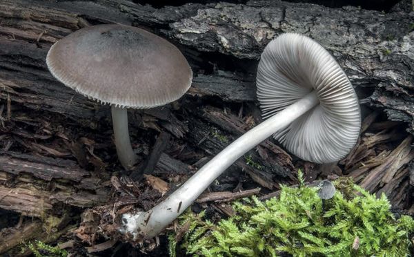 Pluteus salicinus