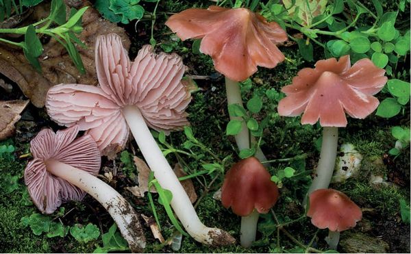 Porpolomopsis calyptriformis