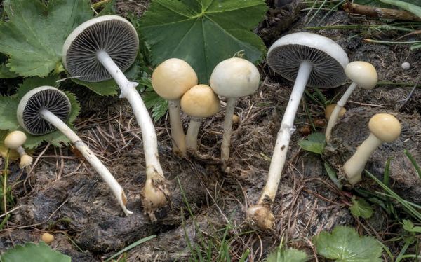 Protostropharia semiglobata