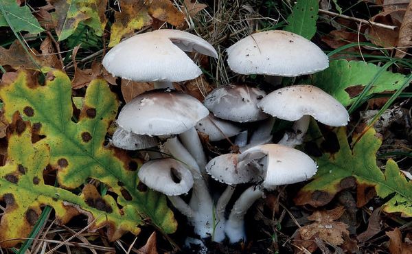 Psathyrella leucotephra