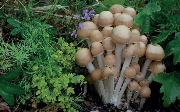 Psathyrella piluliformis