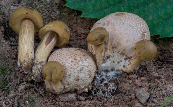 Pseudoboletus parasiticus