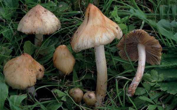 Pseudosperma rimosum