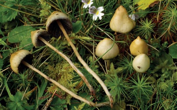 Psilocybe semilanceata