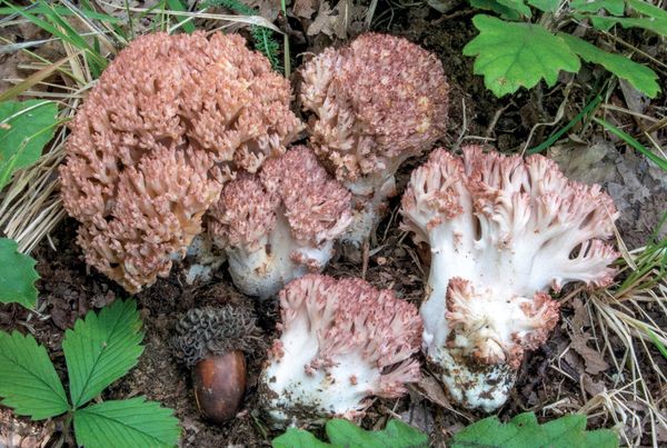 Ramaria botrytis