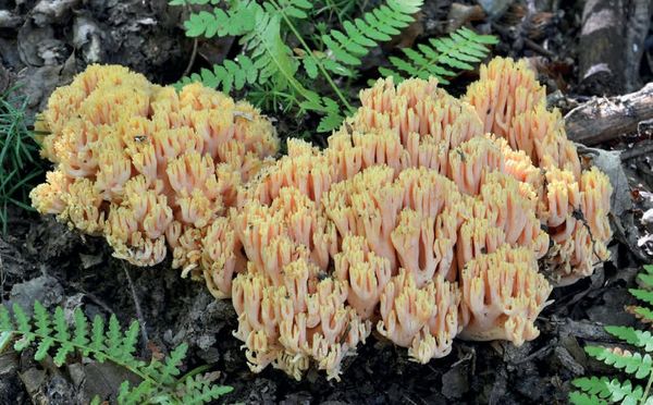Ramaria formosa