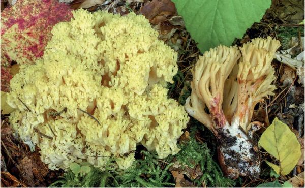 Ramaria sanguinea