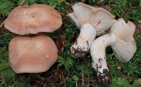 Rhodocybe gemina