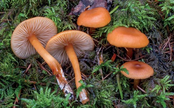 Rhodophana nitellina