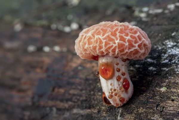 Rhodotus palmatus