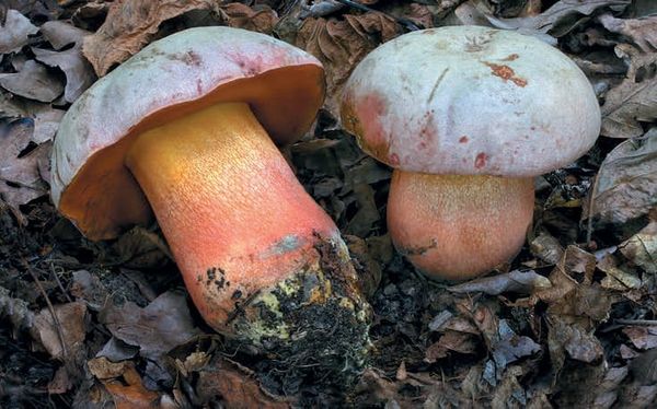 Rubroboletus legaliae