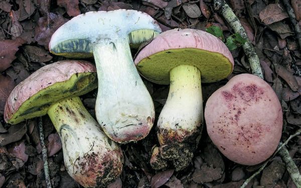 Rubroboletus pulchrotinctus