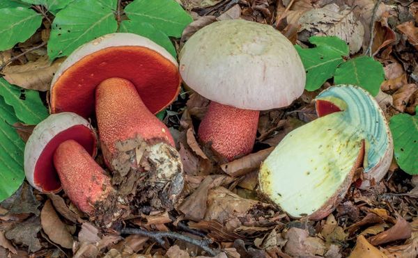 Rubroboletus rhodoxanthus