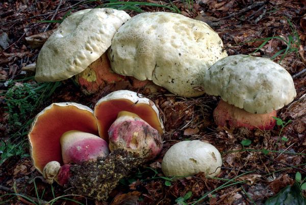 Rubroboletus satanas