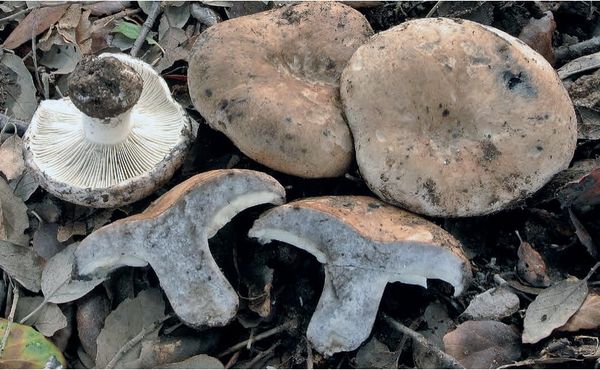 Russula atramentosa