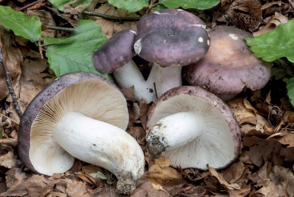 Russula cyanoxantha