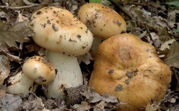 Russula foetens