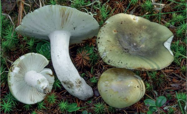 Russula heterophylla