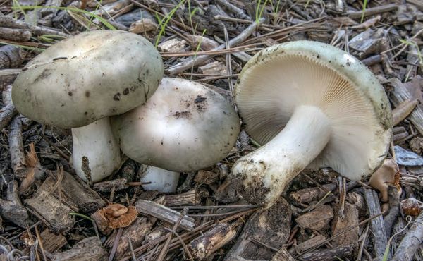 Russula ilicis