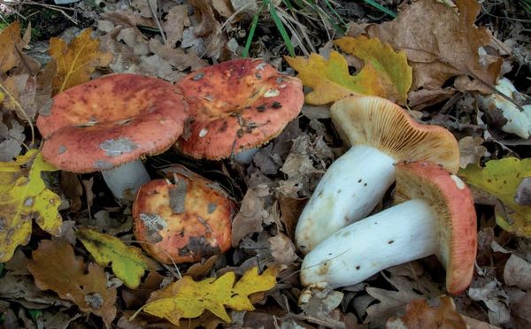 Russula maculata