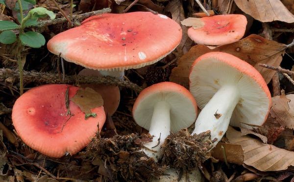 Russula mairei
