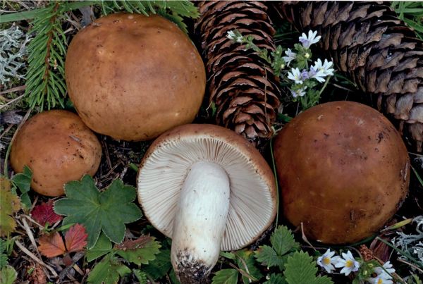 Russula mustelina