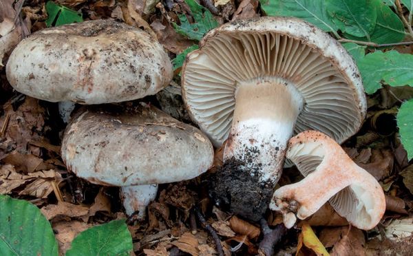 Russula nigricans