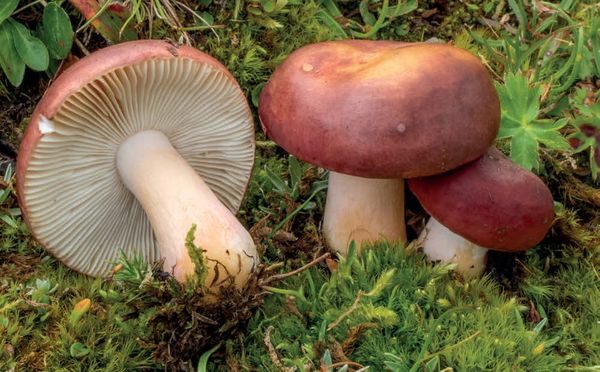 Russula pascua