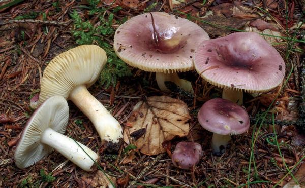 Russula puellaris