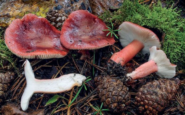 Russula torulosa