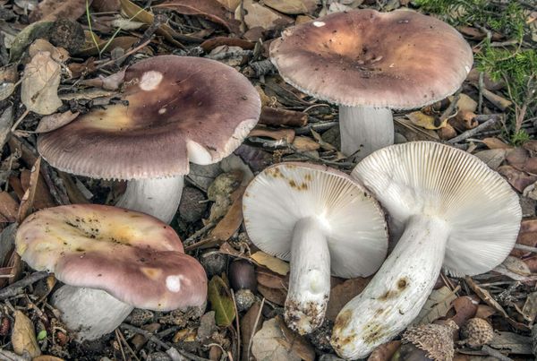 Russula vesca