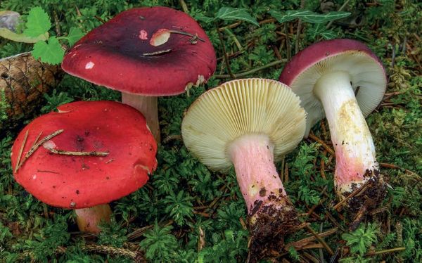 Russula xerampelina