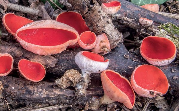 Sarcoscypha coccinea