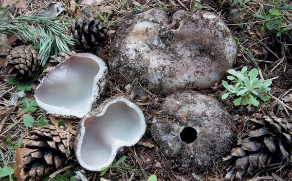 Sarcosphaera coronaria