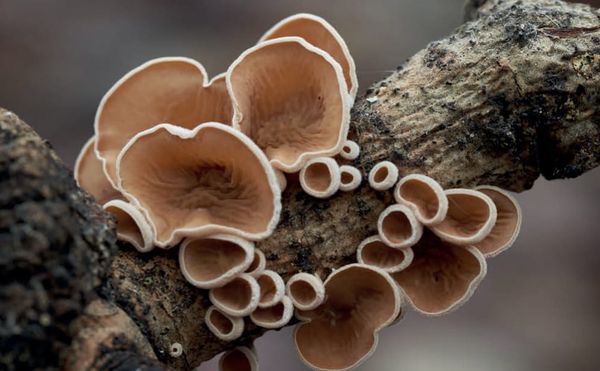 Schizophyllum amplum